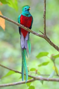 Resplendent-Quetzal